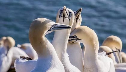 芒果视频app下载安装无限看-丝瓜ios优考教