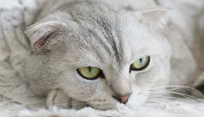 【独家】糖心vlog盘点:内幕5条亲测有效秘诀,主持人上榜理由极其令人瞬间沦陷