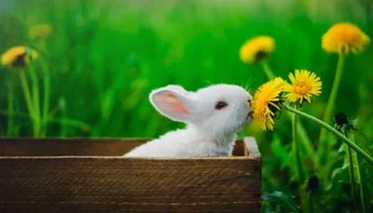 最好看免费中文：用文字点亮生活的免费入口